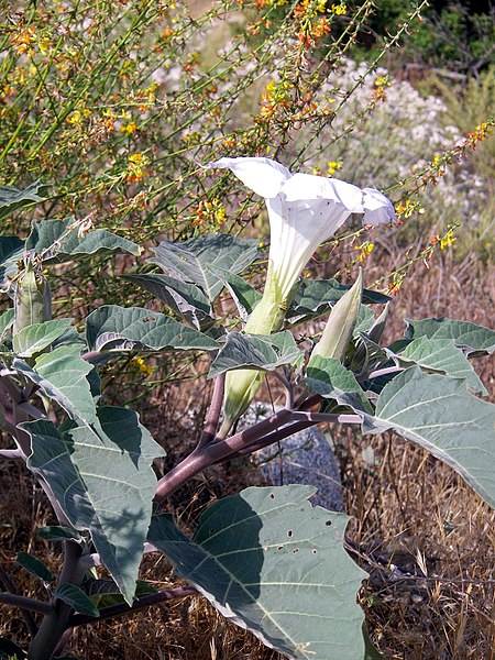 Jimsonweed (Datura stramonium)