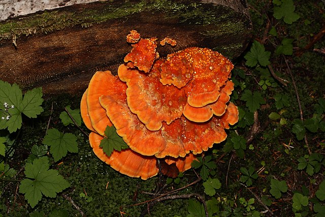 Laetiporus conifericola mushroom
