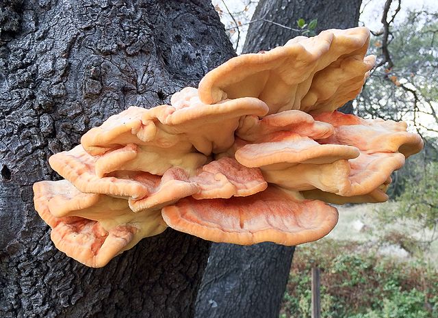 Laetiporus gilbertsonii mushroom