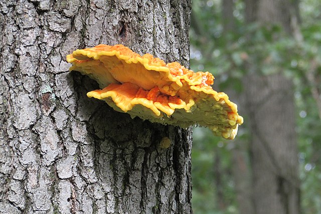 Laetiporus Huroniensis mushroom