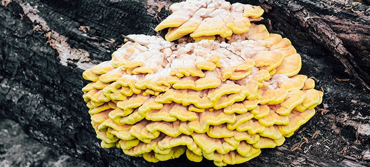 Chicken Of The Woods - The Mushroom That Tastes Like Chicken