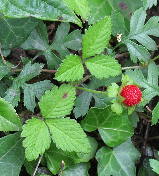 Mock Strawberry (Potentilla Indica)