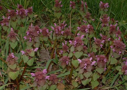 Purple Deadnettle (Lamium Purpureum)