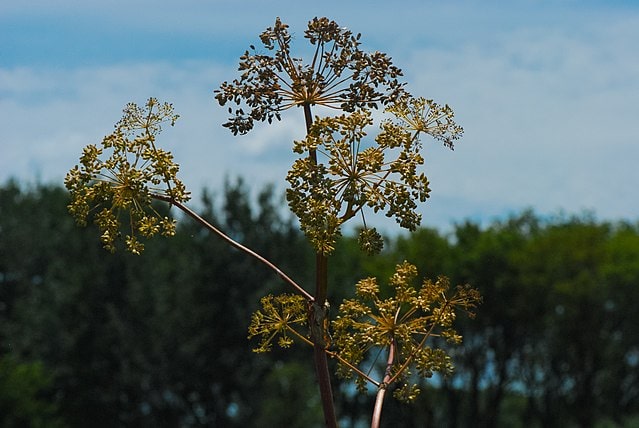 Purplestem Angelica (Angelica Atropurpurea)