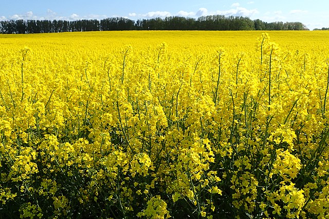 Rapeseed field of blooming yellow flowers