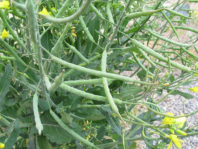 Rapeseed green seed pods