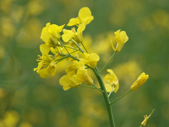 Rapeseed Flower