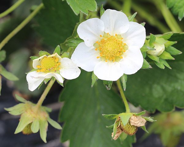 Strawberry flowers