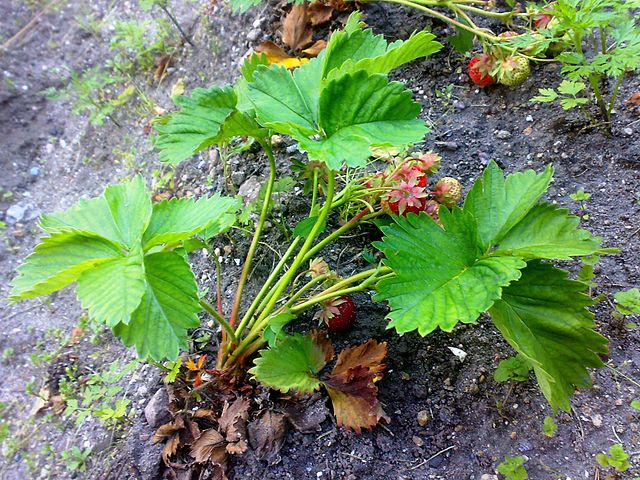 Strawberry plant