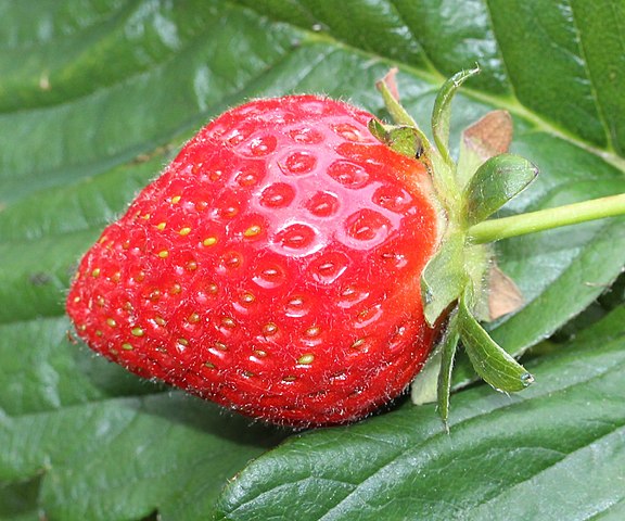 Strawberry fruit