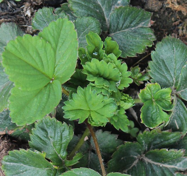 Strawberry leaves