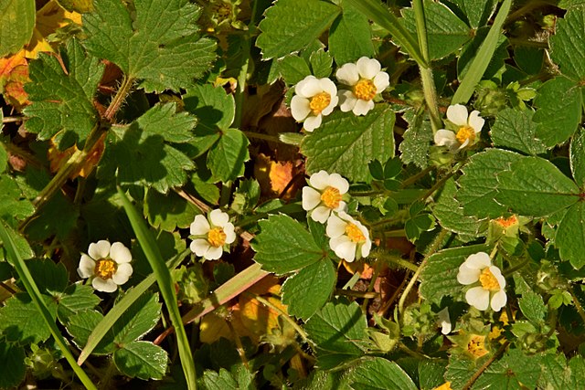 Strawberryleaf Cinquefoil (Potentilla Sterilis)