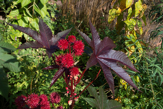 The Castor Bean (Ricinus Communis)