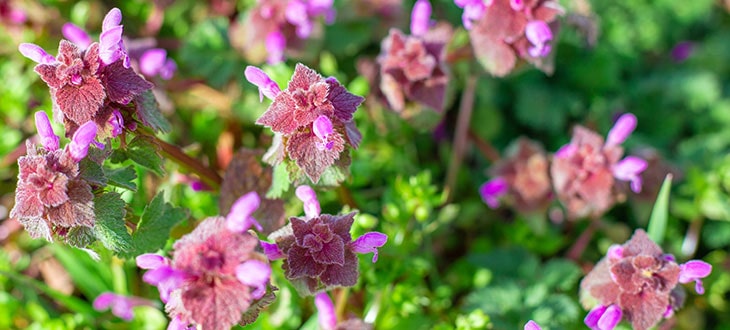 9 Weeds With Purple Stem