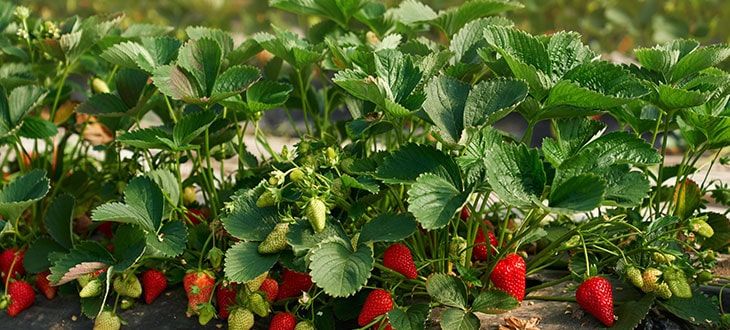 What does strawberry plant look like?