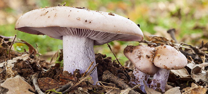 10 White Mushroom Species