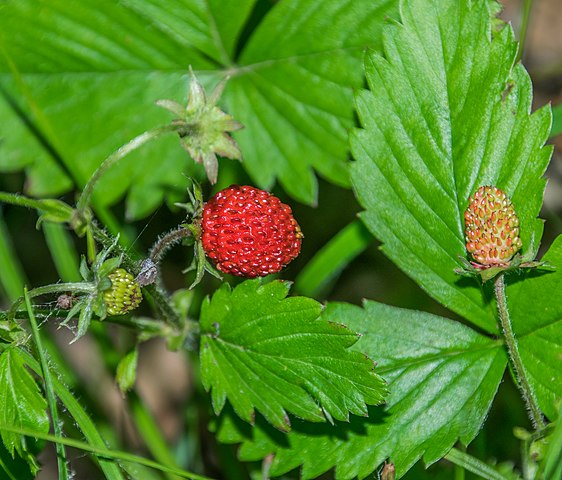 Wild Strawberry (Fragaria Vesca)