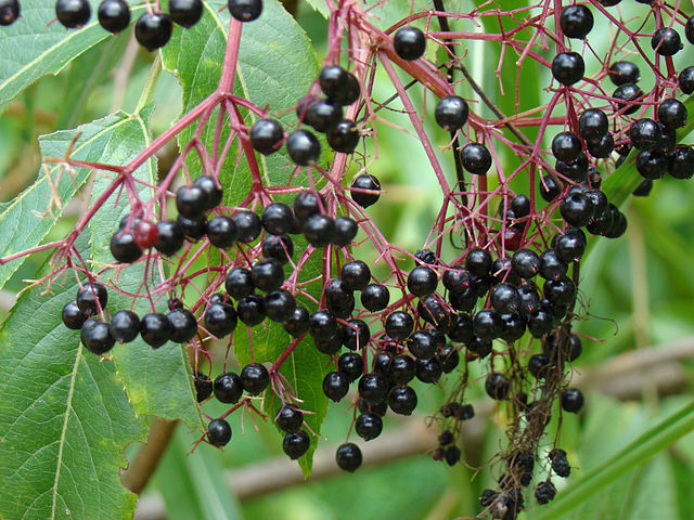 Devil's Walkingstick Berries (Aralia Spinosa)