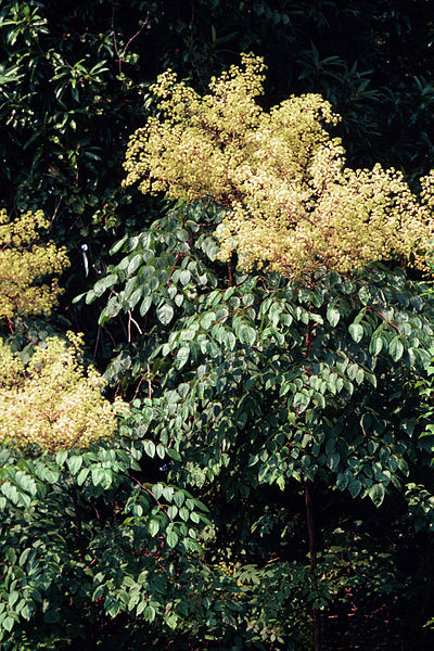 Devil's Walkingstick Flowers (Aralia Spinosa)