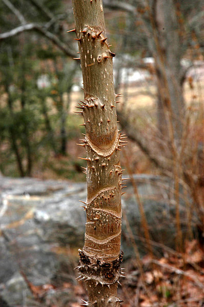 Devil's Walkingstick Spin es (Aralia Spinosa)