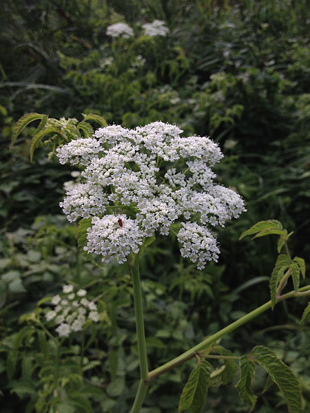 Water Hemlock Flowers (Cicuta maculata)