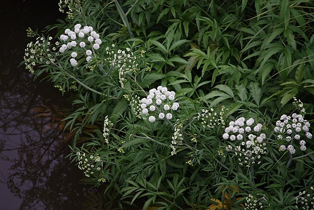 Water Hemlock Flowers And Leaves (Cicuta virosa)