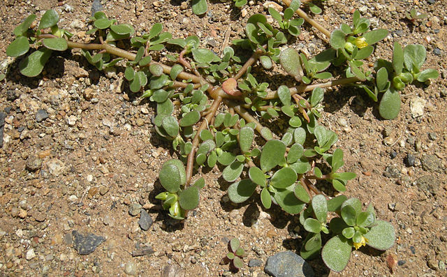 Common Purslane (Portulaca Oleracea)