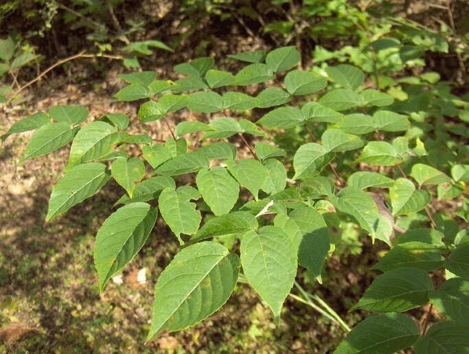 Devil's Walkingstick Leaves (Aralia Spinosa)