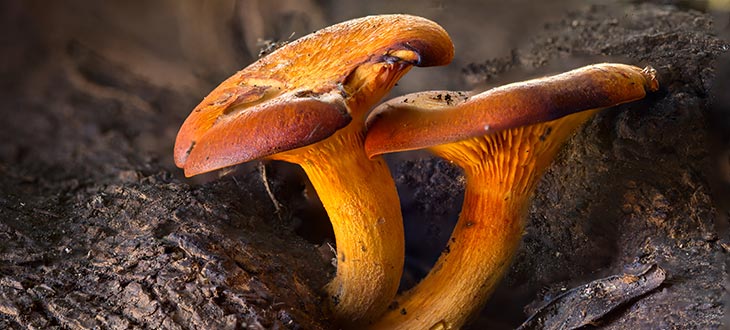 Jack-o'-lantern Mushrooms
