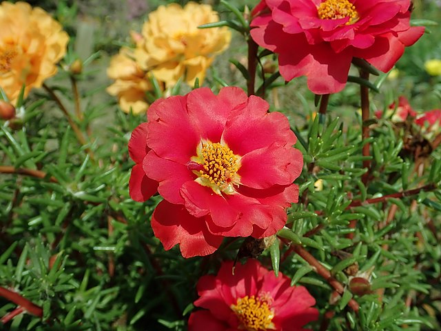 Moss Rose Purslane (Portulaca grandiflora)
