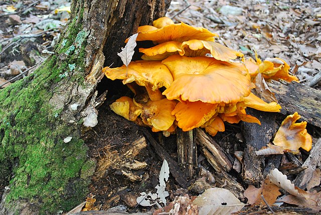 Eastern jack-o-lantern mushroom - Omphalotus illudens