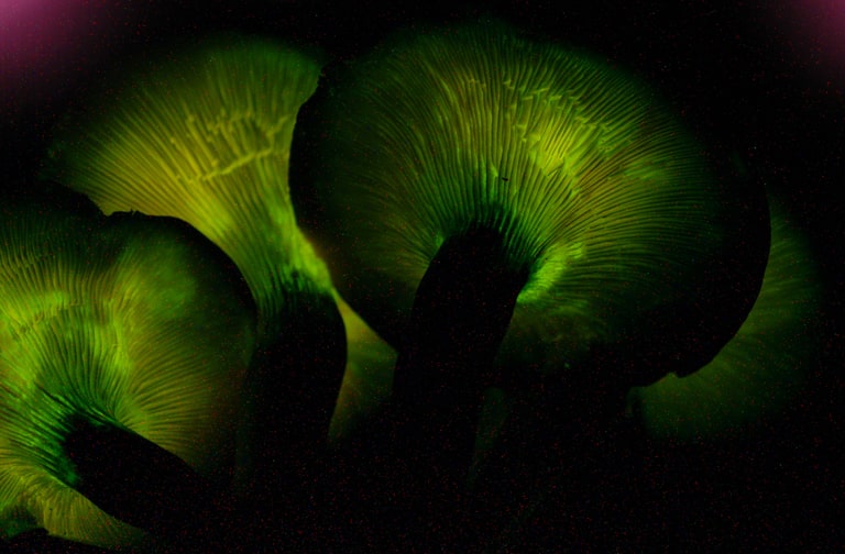 Omphalotus olearius - Jack-o'-lantern mushrooms bioluminescence