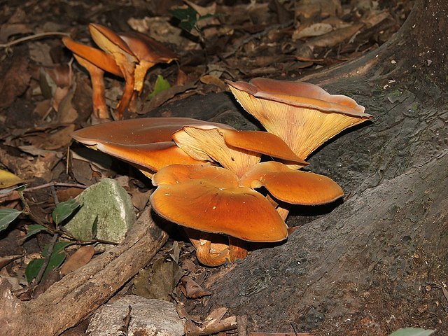 Jack-o'-lantern mushroom - Omphalotus olearius
