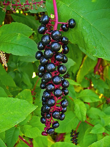 Pokeweed Berries (Phytolacca Americana)