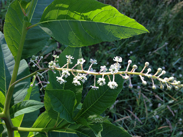 Pokeweed Flowers (Phytolacca Americana)