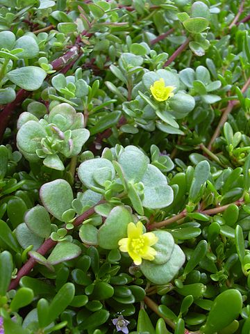 Portulaca Lutea