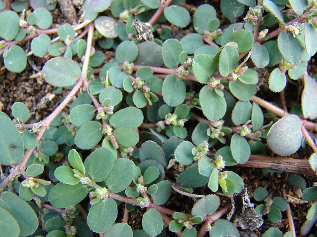Prostrate Spurge (Euphorbia prostrata)
