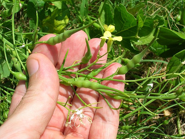 Radish green seed pods