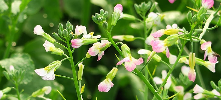 5 Reason For Early Flowering In Radishes