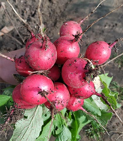 Red radishes