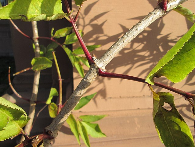 Elderberry Bark (Sambucus nigra)