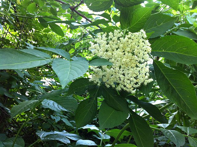 Elderberry Flowers  (Sambucus nigra)