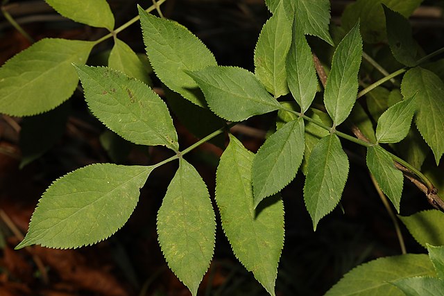Elderberry Leaves (Sambucus nigra)