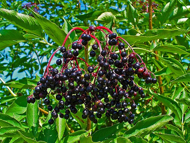 Elderberry Berries (Sambucus nigra)