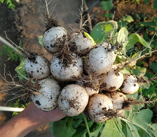 White radishes