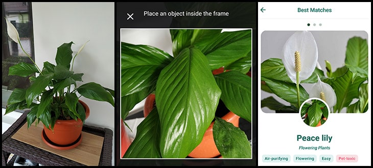 10 Best Plant Identification Apps For iPhone & Android (2022)