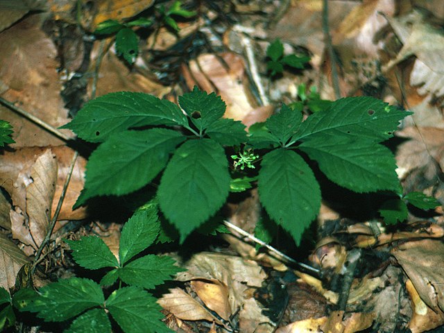 American Ginseng (Panax quinquefolius)