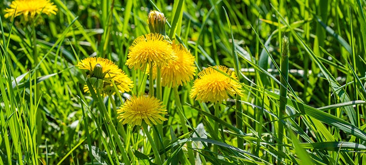 Are dandelions flowers, weeds, or herbs?