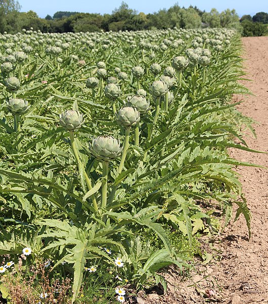 Artichoke plants