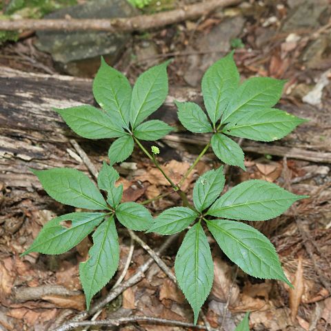 Japanese Ginseng (Panax japonicus)